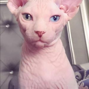 Meet your Posher, Vanessa